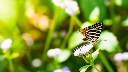 Butterfly mating on the grass flowers backgrounds