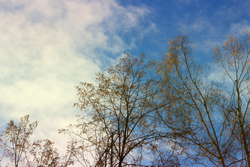 the autumn sky in the trees