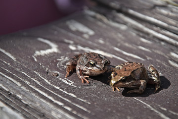 Two frogs in a wooden surface