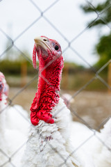 Turkeys from behind a metal fence on the farm