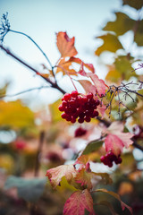 Red viburnum berries on a tree in autumn
