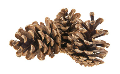 cones isolated on white background closeup