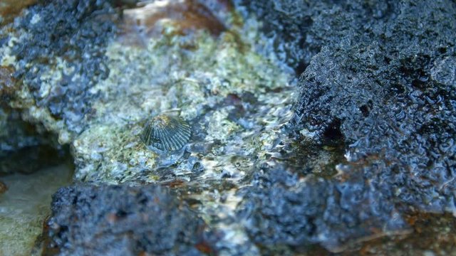 Limpet Macro Shore Lava Tide pool Kauai Hawaii