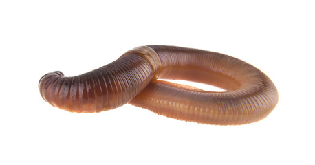 worm isolated on white background close-up
