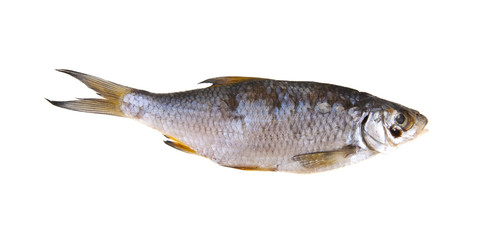 jerky fish isolated on white background closeup
