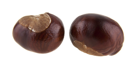 chestnut isolated on white background closeup