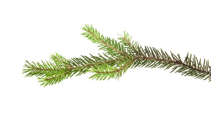 branch of Christmas tree isolated on white background close-up