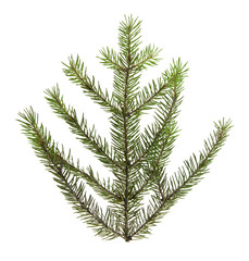 branch of Christmas tree isolated on white background close-up