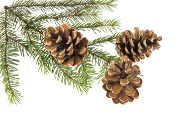 branch of Christmas tree with cones isolated on white background close-up