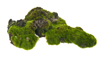 moss isolated on white background closeup