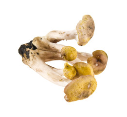 mushrooms isolated on white background closeup