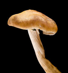 mushrooms on a black background closeup