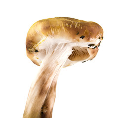 mushrooms isolated on white background closeup