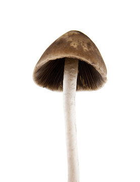  Psilocybe semilanceata mushrooms isolated on white background closeup