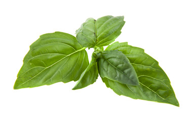 basil isolated on white background closeup
