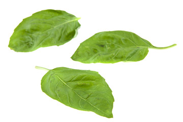 basil isolated on white background closeup