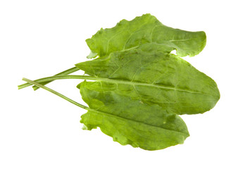sorrel leaves isolated on white background closeup