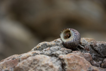 Urlaub, Holiday, Strand, Beach, Mallorca, Flower, Blumen, Pflanzen, Tiere, Landschaften, Landscape