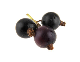 black currant isolated on white background closeup