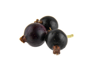black currant isolated on white background closeup