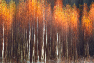 Jesienny textural sceniczny tło z ruch plamą, tonująca w rocznika stylu - 179241902