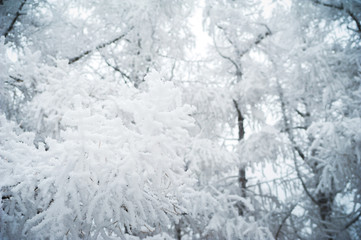 Fototapeta na wymiar Beautiful snow-white white forest in winter. Background for your text from snow-covered branches and paws of Christmas trees.