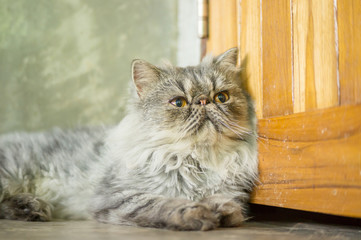 Gray striped Persian cat sitting in front of a door.