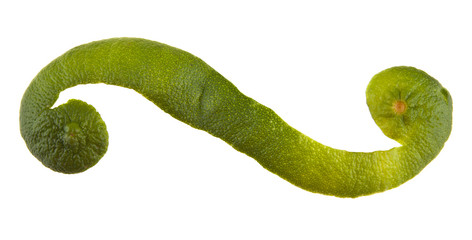 peel of lime isolated on white background closeup