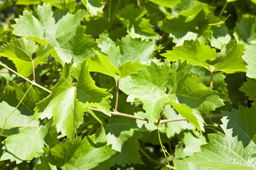 leaves of grapes as background
