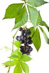 grapes isolated on white background closeup