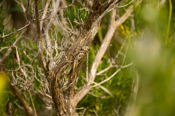 Urlaub, Holiday, Strand, Beach, Mallorca, Flower, Blumen, Pflanzen, Tiere, Landschaften, Landscape