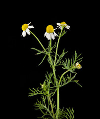 chamomile isolated on black background