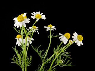 chamomile isolated on black background
