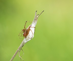 spider / Spider defends its nest, the background blurred.
