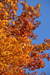 鮮やかな紅葉と青空