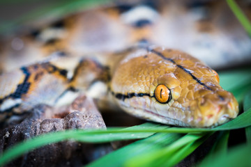 python (Morelia viridis). closeup of the eye