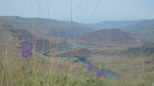 Lupine Purple Wildflowers Grande Ronde River Washington Oregon 45