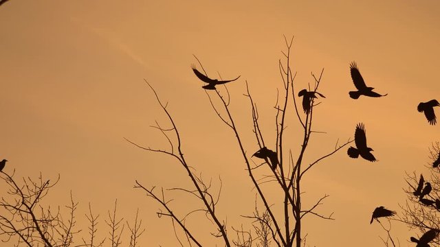 birds circling in the sky, a flock of crows sunset orange silhouette . autumn raven birds