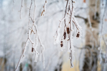 Beautiful snow-white white forest in winter. Background for your text from the snow-covered branches of birches. Birch thicket in winter.