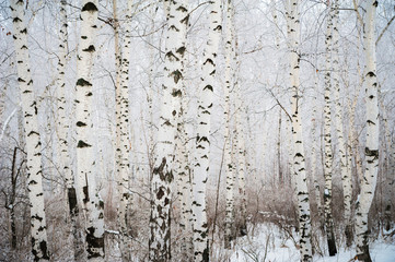 Obraz premium Beautiful snow-white white forest in winter. Background for your text from the snow-covered branches of birches. Birch thicket in winter.