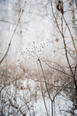 Beautiful snow-white white forest in winter. Background for your text from the snow-covered branches of birches. Birch thicket in winter.