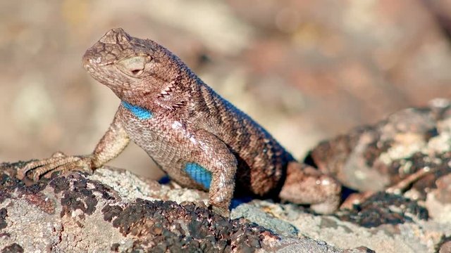 Macro bright colorful male Sagebrush Lizard Steens Mountain Near malheur Wildlife Refuge 3