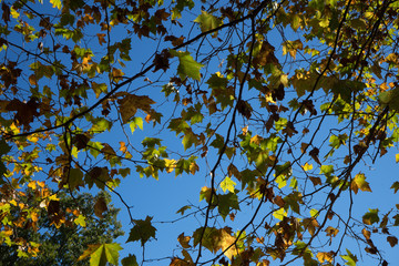 Colores de otoño, hojas secas