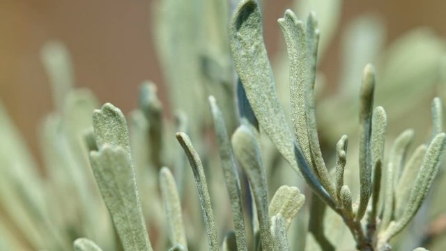 Macro detail of sagebrush leaves Spring Sutton Mountain John Day Great Basin High Desert Columbia Plateau