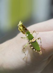 Насекомое Зеленый богомол