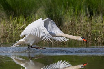 mute swan (Cygnus olor) with spread wings running water surface