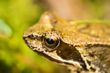 Springfrosch, Rana dalmatina, in einem Wald in Polen