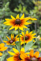 Fototapeta premium Flower of the Arnica.
