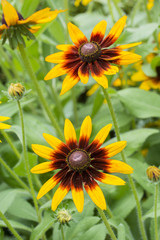 Flower of the Arnica.
