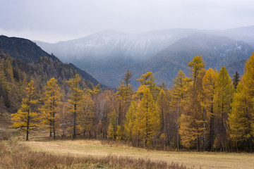 Autumn landscape of Altai.